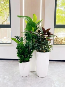 深挖宁波北仑花木出租方案，打造专属绿植天地